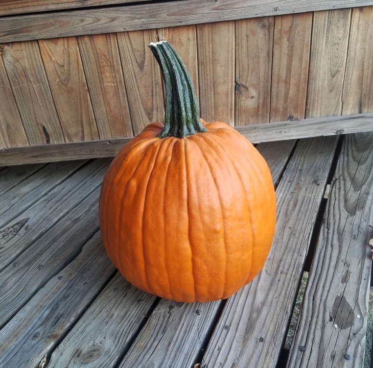 pumpkin thanksgiving rejoice celebrate